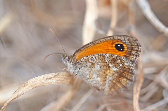 16 Papallona de garriga (Pyronia Cecilia) MARA 24X16 72ppp