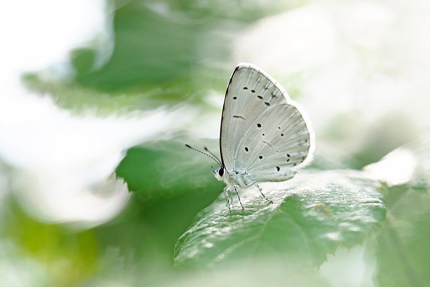 8 Blaveta de l_heura ( celastrina argiolus) 52x35 72ppp